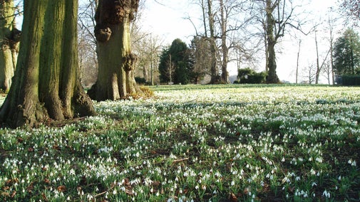 Snowdrop in the gardens at Belton